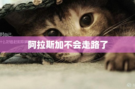 阿拉斯加不會走路了