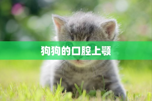狗狗的口腔上顎