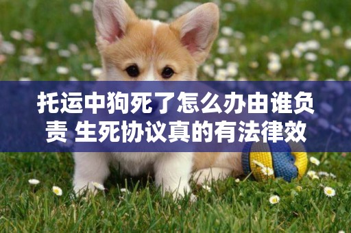 托運中狗死了怎么辦由誰負責 生死協議真的有法律效應嗎？