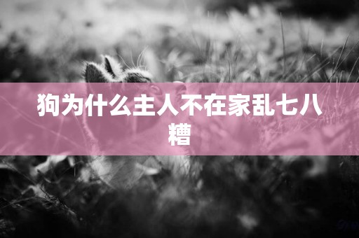 狗為什么主人不在家亂七八糟