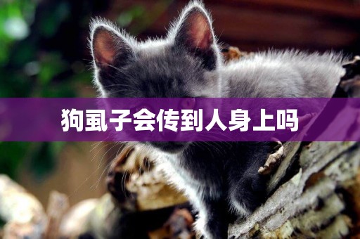 狗虱子會傳到人身上嗎