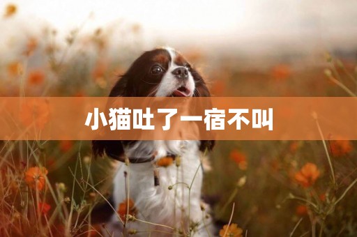 小貓吐了一宿不叫