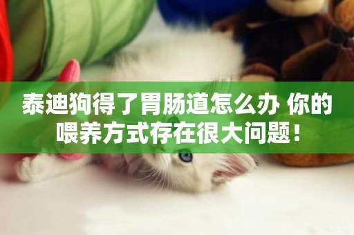 泰迪狗得了胃腸道怎么辦 你的喂養方式存在很大問題！
