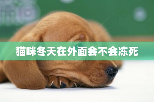 貓咪冬天在外面會不會凍死