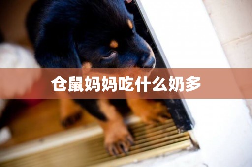 倉鼠媽媽吃什么奶多
