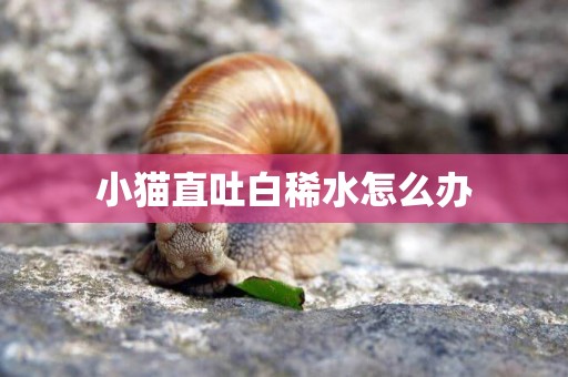 小貓直吐白稀水怎么辦