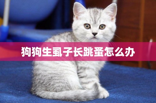 狗狗生虱子長跳蚤怎么辦