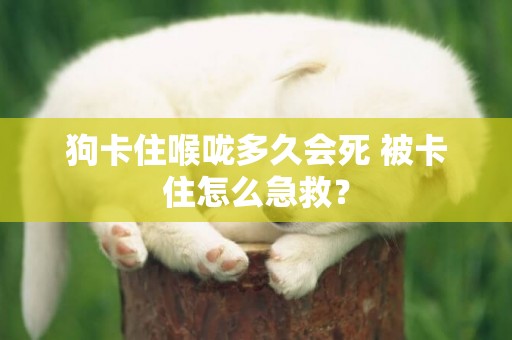 狗卡住喉嚨多久會死 被卡住怎么急救？