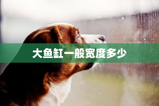大魚缸一般寬度多少
