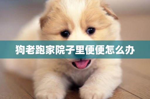 狗老跑家院子里便便怎么辦