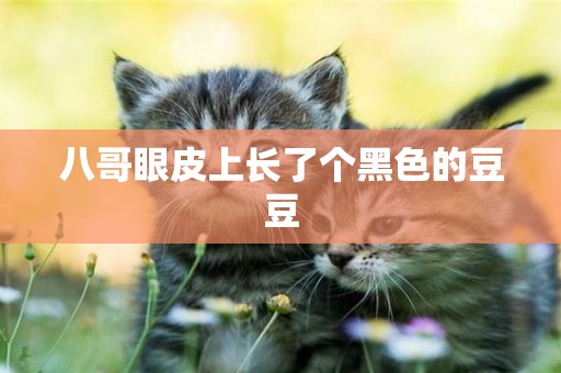 八哥眼皮上長了個黑色的豆豆