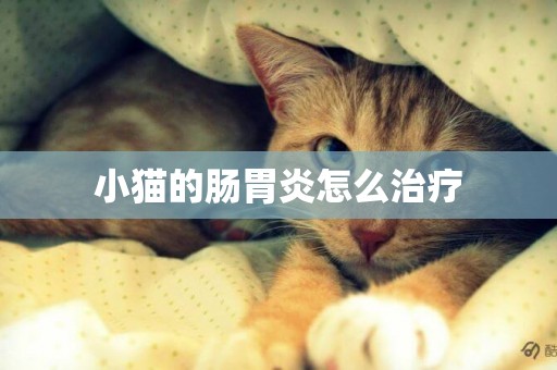 小貓的腸胃炎怎么治療