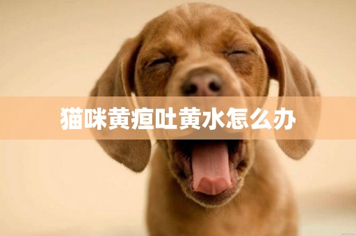 貓咪黃疸吐黃水怎么辦