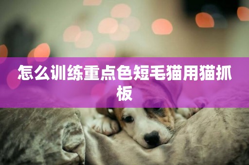 怎么訓練重點色短毛貓用貓抓板