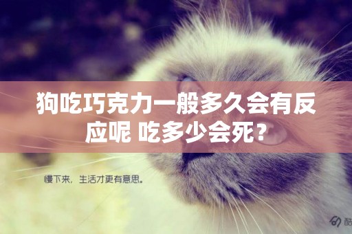 狗吃巧克力一般多久會有反應呢 吃多少會死？