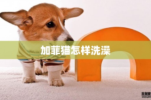 加菲貓怎樣洗澡