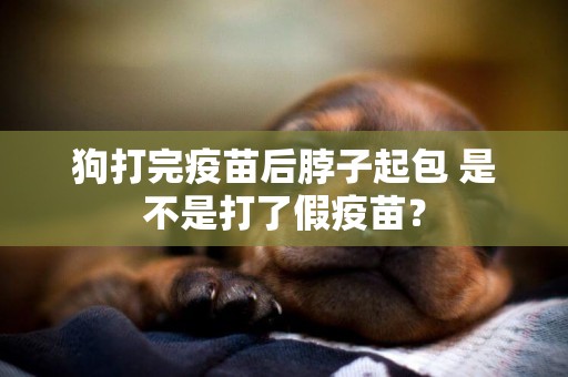 狗打完疫苗后脖子起包 是不是打了假疫苗？