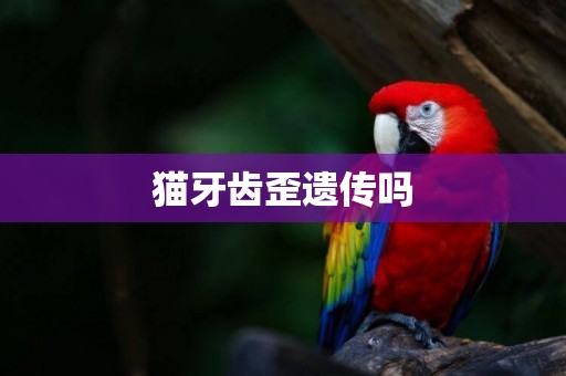 貓牙齒歪遺傳嗎