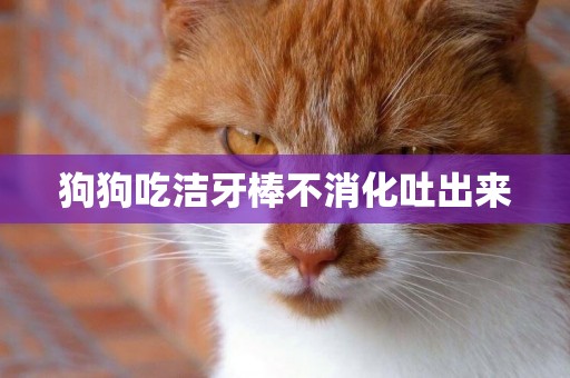 狗狗吃潔牙棒不消化吐出來