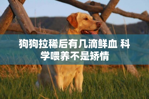 狗狗拉稀后有幾滴鮮血 科學喂養不是矯情