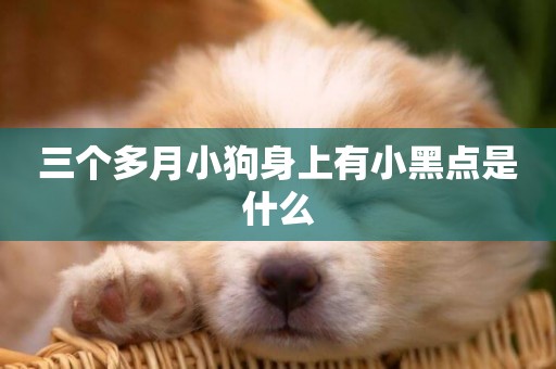 三個多月小狗身上有小黑點是什么