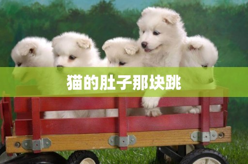 貓的肚子那塊跳