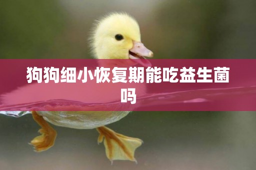 狗狗細小恢復期能吃益生菌嗎