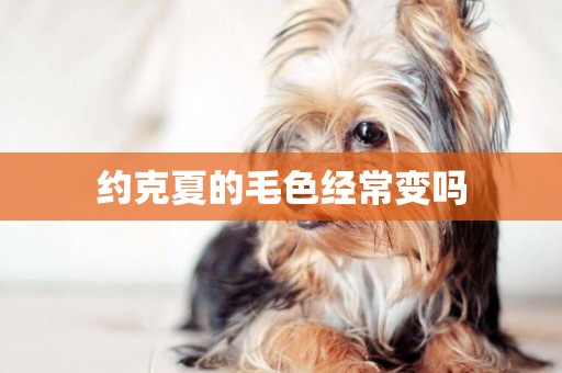約克夏的毛色經常變嗎
