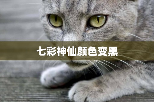 七彩神仙顏色變黑