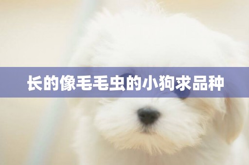 長的像毛毛蟲的小狗求品種