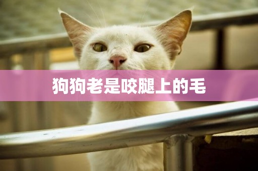 狗狗老是咬腿上的毛