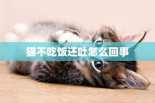 貓不吃飯還吐怎么回事