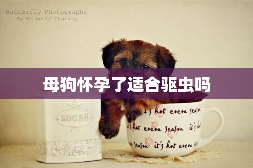 母狗懷孕了適合驅蟲嗎