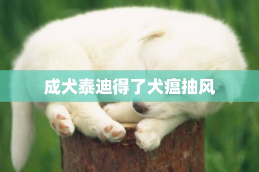成犬泰迪得了犬瘟抽風