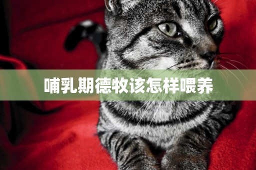 哺乳期德牧該怎樣喂養