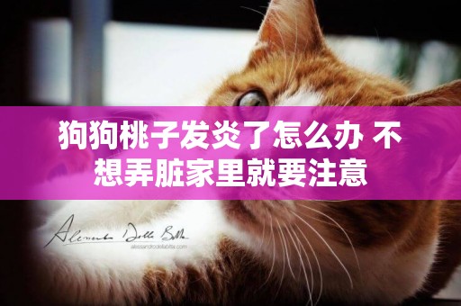 狗狗桃子發炎了怎么辦 不想弄臟家里就要注意 狗狗桃子發炎了怎么辦 不想弄臟家里就要注意