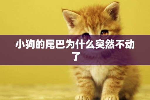 小狗的尾巴為什么突然不動了