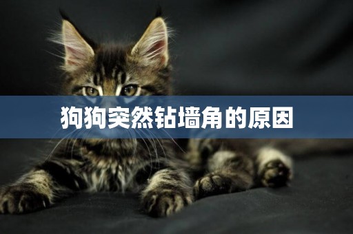 狗狗突然鉆墻角的原因