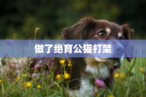 做了絕育公貓打架