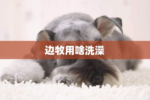 邊牧用啥洗澡