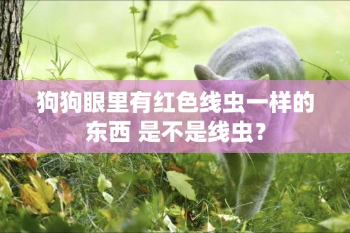 狗狗眼里有紅色線蟲一樣的東西 是不是線蟲？