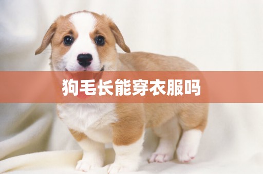 狗毛長能穿衣服嗎