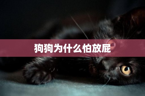 狗狗為什么怕放屁