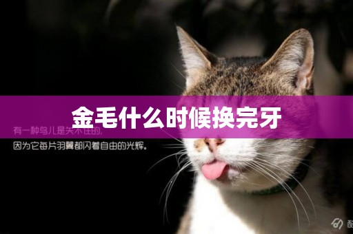 金毛什么時候換完牙