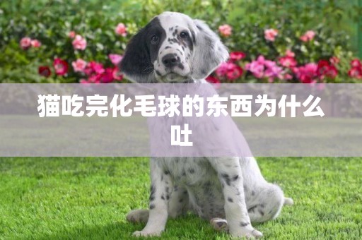 貓吃完化毛球的東西為什么吐