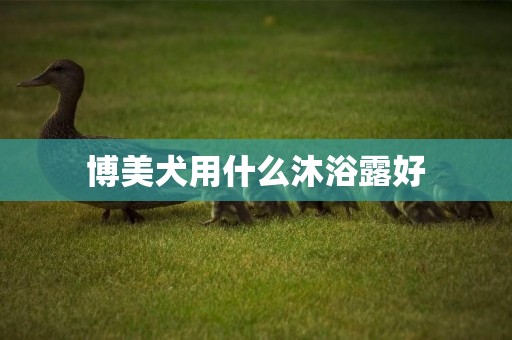 博美犬用什么沐浴露好