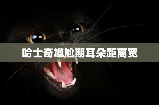 哈士奇尷尬期耳朵距離寬