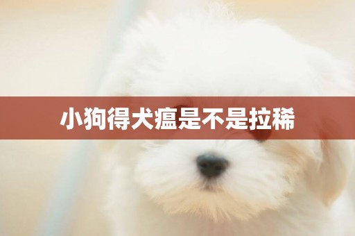 小狗得犬瘟是不是拉稀