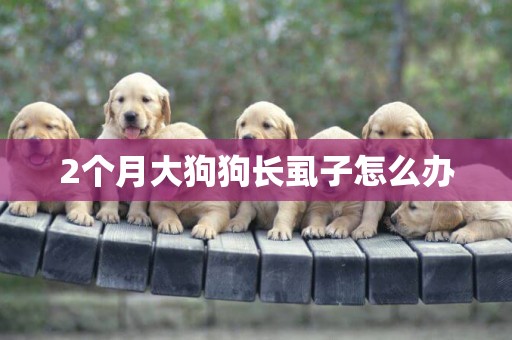 2個月大狗狗長虱子怎么辦