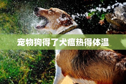 寵物狗得了犬瘟熱得體溫